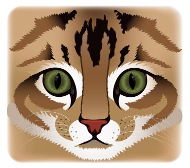 Cat çehresini yakın çekim