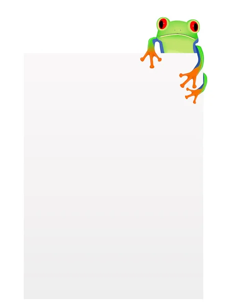 Red eyed tree frog with blank background — Stock Vector
