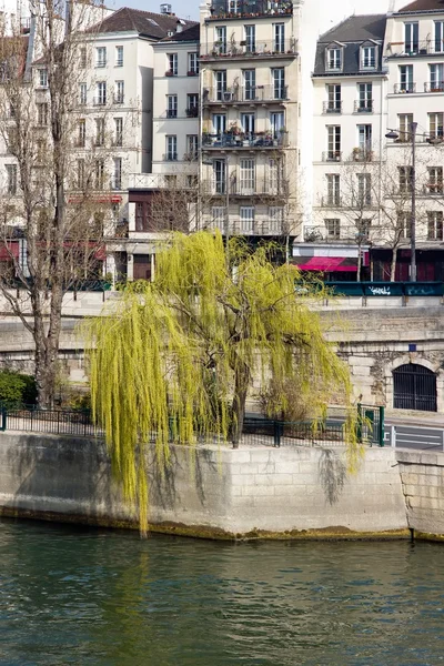 Salgueiro chorão na primavera Paris França — Fotografia de Stock