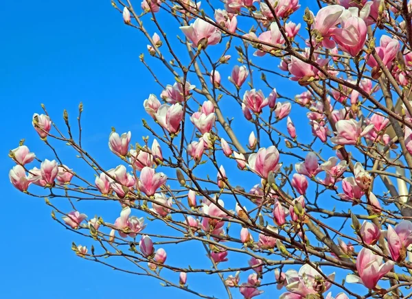Magnolias brewed — Stock Photo, Image