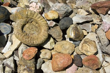 Different fossils and stones clipart