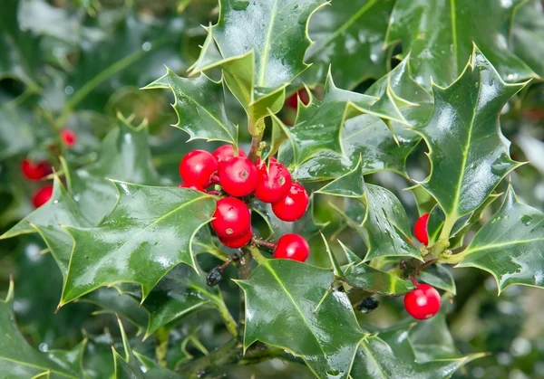 stock image Holly in the morning