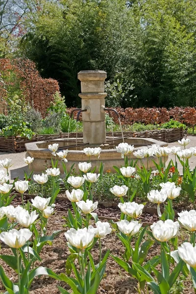 A field of white tulips and fountain. — Stock Photo, Image