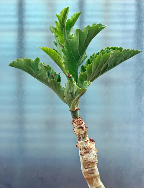 Cyphostemma juttae pianta succulenta — Foto Stock