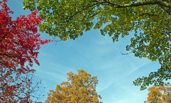 Patch van blauwe hemel onder groene bladeren — Stockfoto