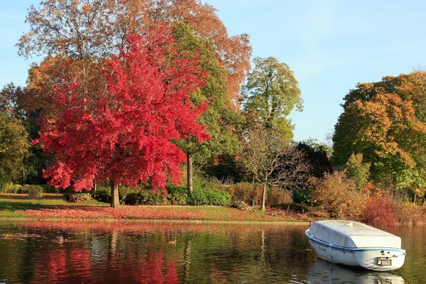 Красный клен осенью — стоковое фото