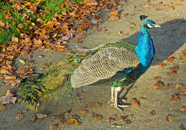 Peacock strolling in a park alley — Stock Photo, Image
