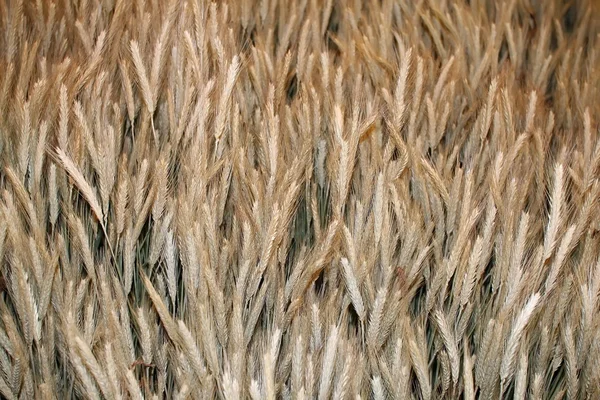 Maltlanmış arpa — Stok fotoğraf