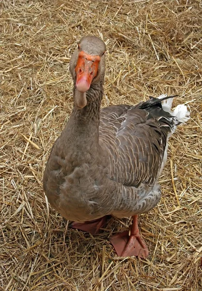 Jard, male goose — Stock Photo, Image