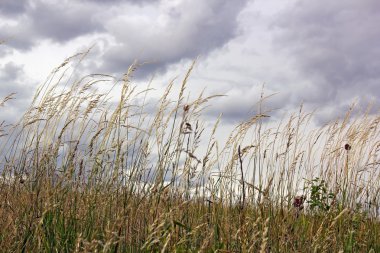 Weeds in the campaign clipart