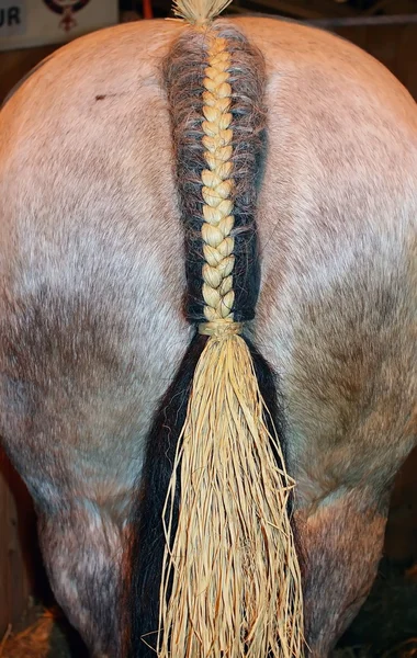 말의 엉덩이 — 스톡 사진