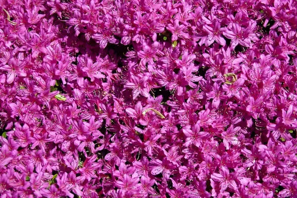 Azalea's in het voorjaar van — Stockfoto