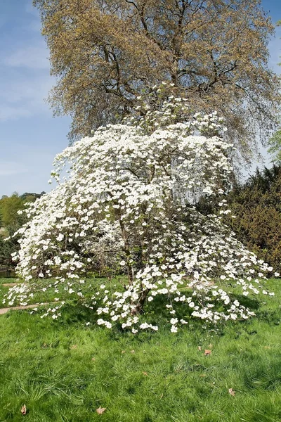 Lindas flores de dogwood na primavera — Fotografia de Stock