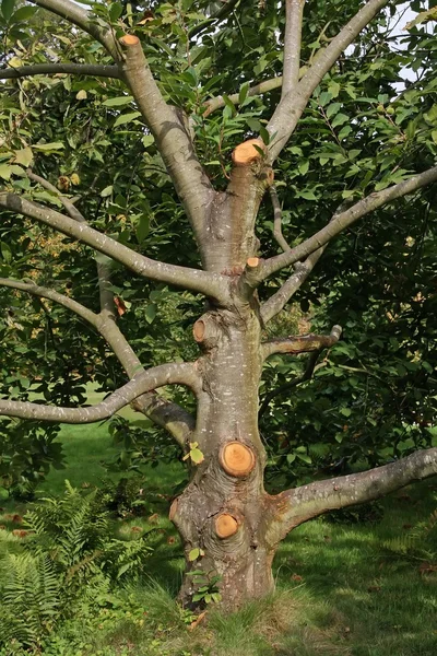 Řezání strom — Stock fotografie