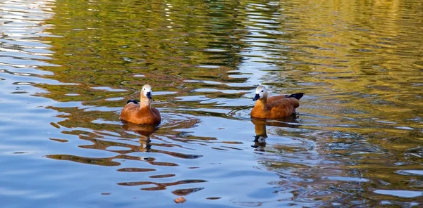 Deux canards roux — Photo