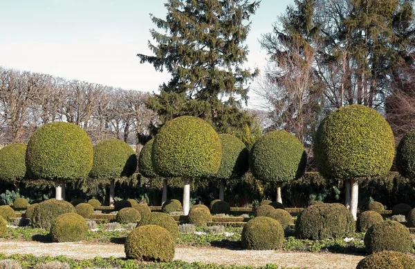 Arbustos boxwood, jardim francês . — Fotografia de Stock