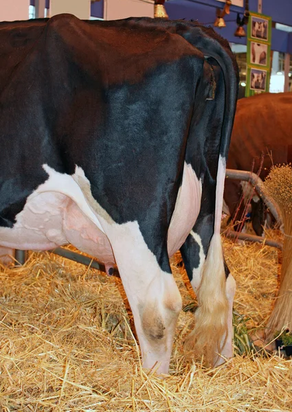 Dairy cow in its stall — Stock Photo, Image