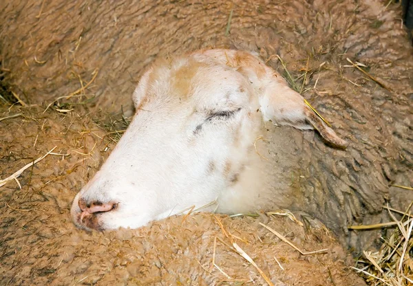 Sheep sleeping on its congener — Stock Photo, Image