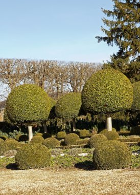 Alley shrubs of boxwood, French garden clipart