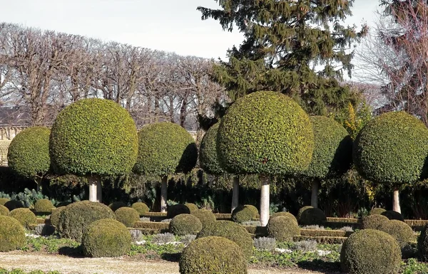 Aleja krzewy bukszpanu, ogród francuski — Zdjęcie stockowe