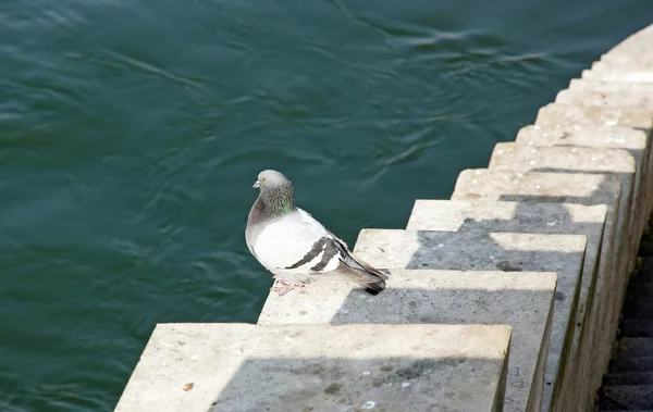 Pigeon sur les bords de Seine — Photo