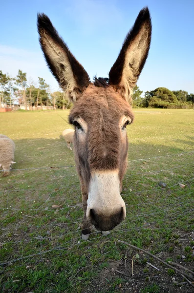 stock image Donkey