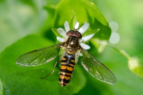 Sarı bir çiçek arı bal çalışma — Stok fotoğraf