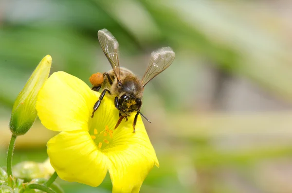 Bi i en gul blomst honning arbejder polen - Stock-foto