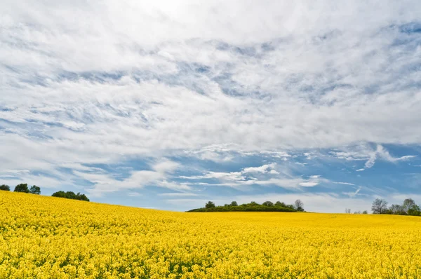 Field of rape flowers with green trees at the background — Stock Photo, Image