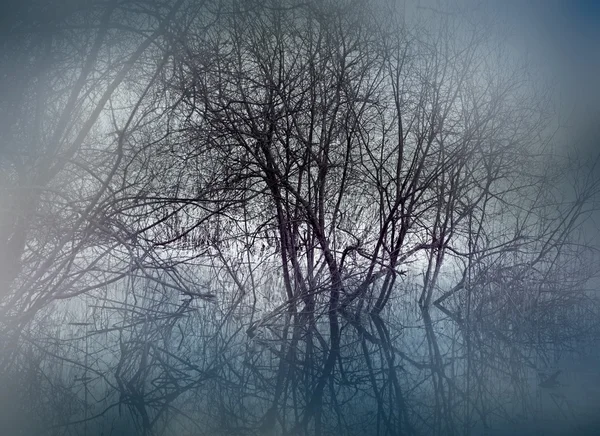 Marais dans la brume — Photo