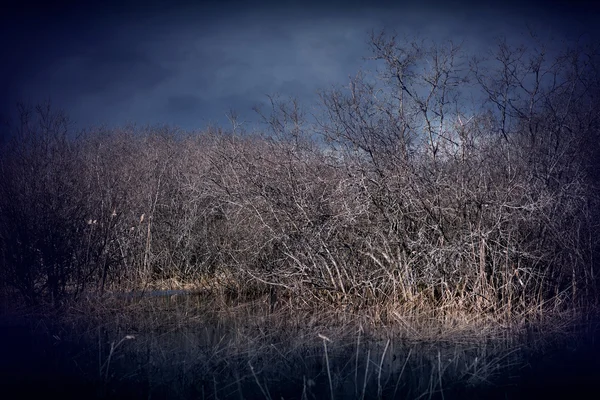 Gespenstische Sumpflandschaft — Stockfoto
