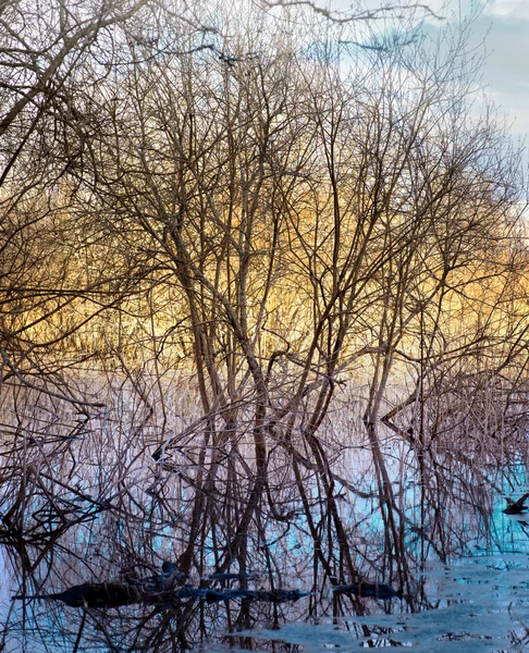 光秃秃的树木在沼泽地 — 图库照片