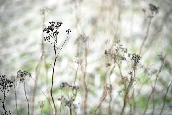 春先の乾燥草 — ストック写真