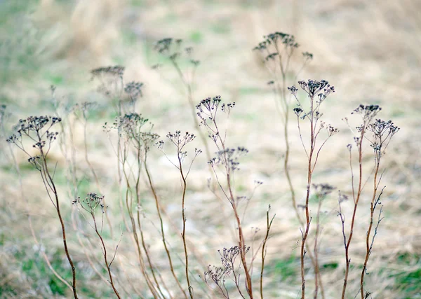 Hierba seca a principios de primavera — Foto de Stock