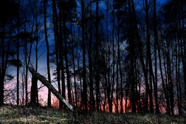 Powalone drzewo na zachodzie słońca — Zdjęcie stockowe