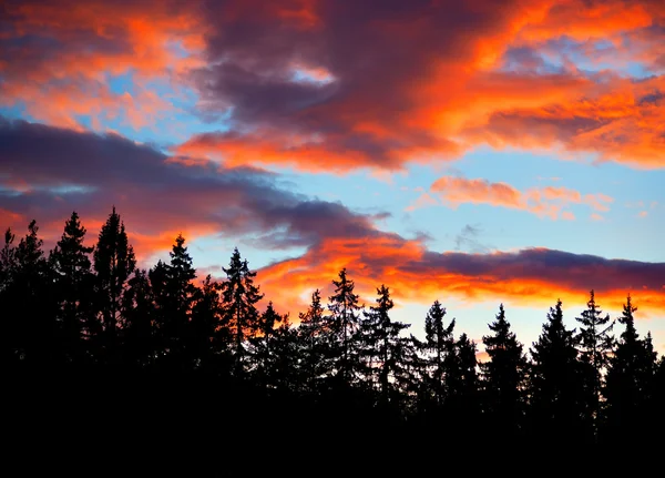 คอนิเฟอร์บนท้องฟ้าตอนเย็น — ภาพถ่ายสต็อก