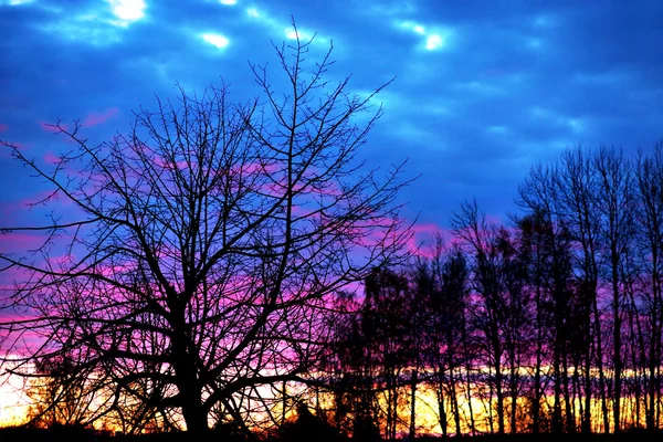 Barew trees at sunset — Stock Photo, Image