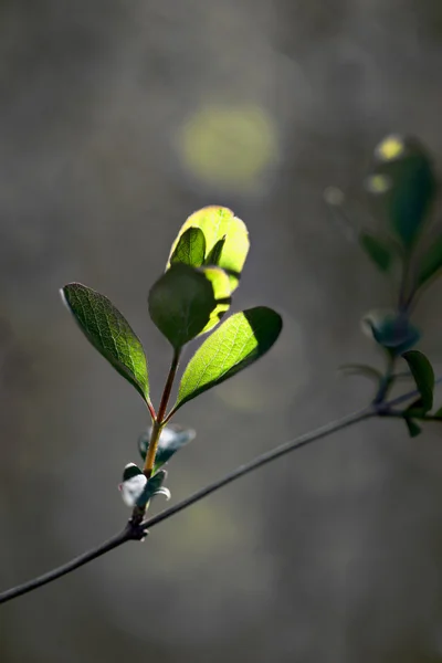 初期の春に新しい葉 — ストック写真