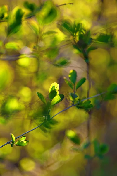 Abstrakta gröna blad — Stockfoto