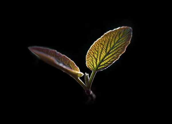 Folhas iluminadas — Fotografia de Stock