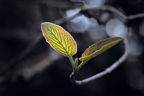 Задній освітлених листя — стокове фото