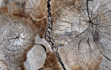Cross section of ancient hardwood tree clipart