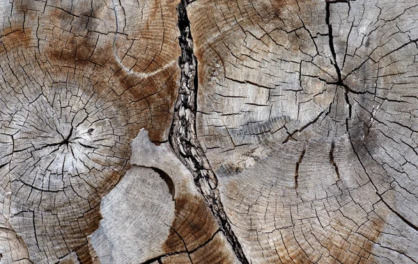 Cross section of ancient hardwood tree — Stock Photo, Image