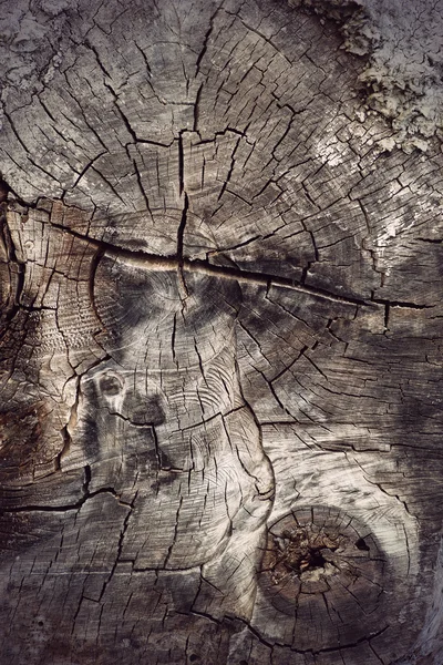Dwarsdoorsnede van de oude hardhout boom — Stockfoto