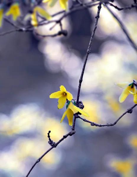 Forsythia floare — Fotografie, imagine de stoc