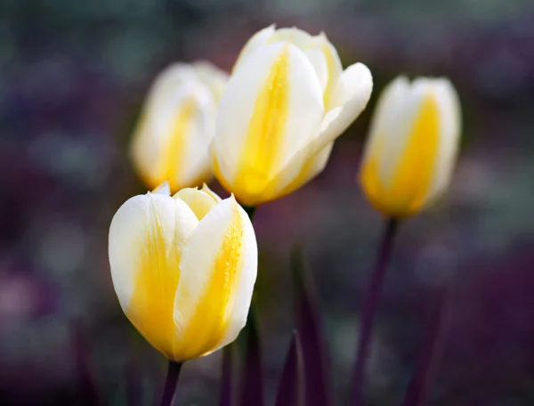 黄色和白色的郁金香 — 图库照片