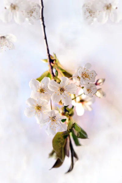 Pembe kiraz çiçekleri — Stok fotoğraf