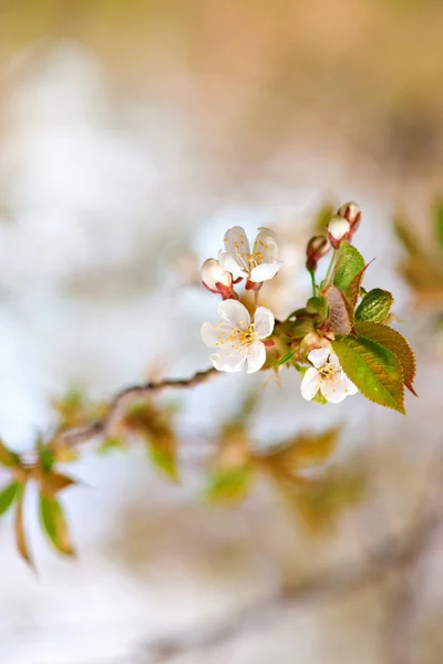 Fehér cseresznye virágok — Stock Fotó