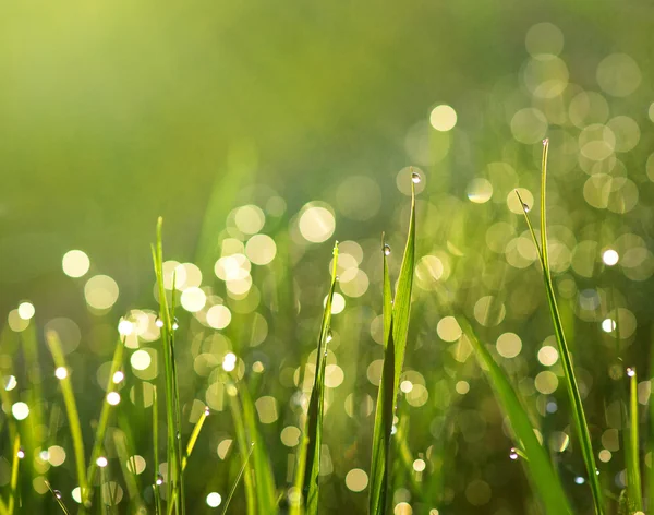 Трава с капельками дождя — стоковое фото