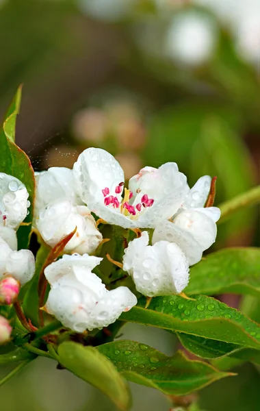 Apple flower after rain — Stock Photo, Image